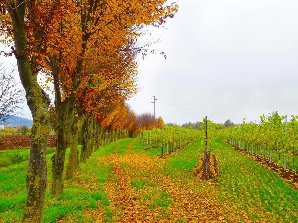 Agriturismo Paradiso Sarego Eksteriør billede